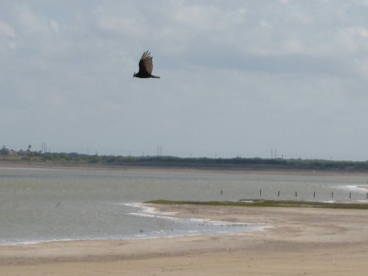 Hawk soaring and wheeling at N. Oso Bay