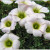 oxalis flowers oxalis flowers