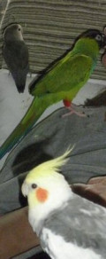 My Life, With Birds (Volume 1)