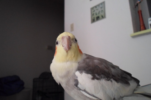 Orsino, Cockatiel, male, unknown age
