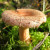 Woolly Milkcap Woolly Milkcap