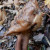 False Morel False Morel