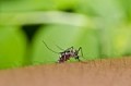 does mosquitoes like peppermint