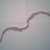 Shed snake skin