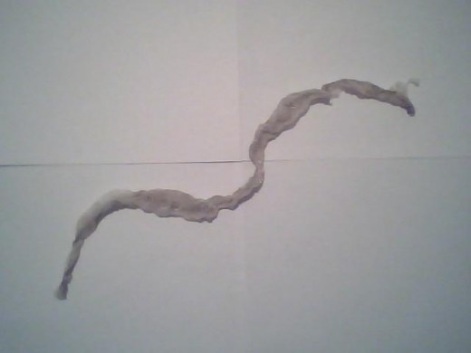 Shed snake skin