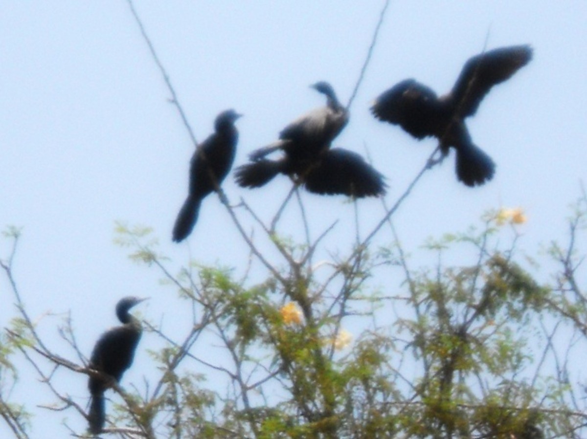 Little cormorants
