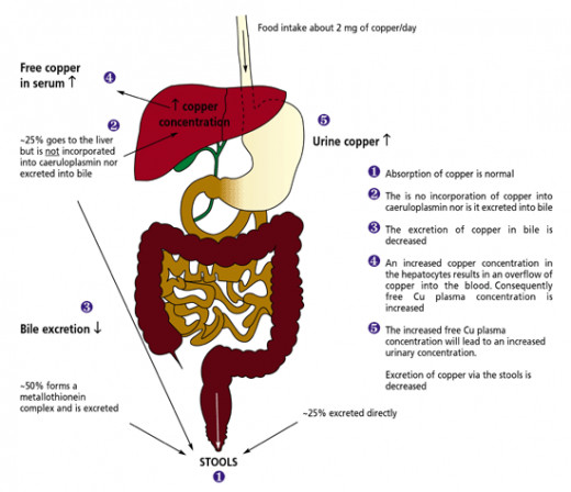How long does cialis last in your body