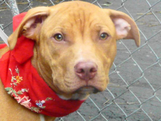 Manhattan Center My name is KING. My Animal ID # is A0936088. A dog on death row.