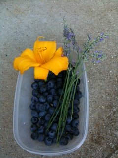 Healthy Edibles (blueberries, lavender, daylily)