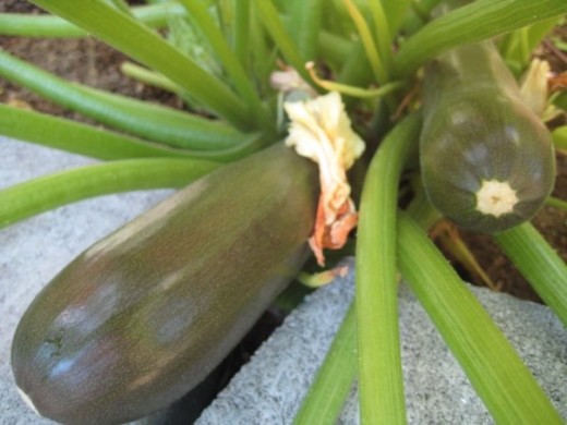 Zucchinis are in season and taking over the garden!