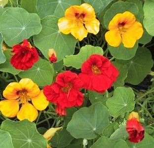 Edible Nasturtium, eaten since the Victorian times, and once known as Indian Cress: A beautiful feast for the eyes, as well as a tasty peppery salad.