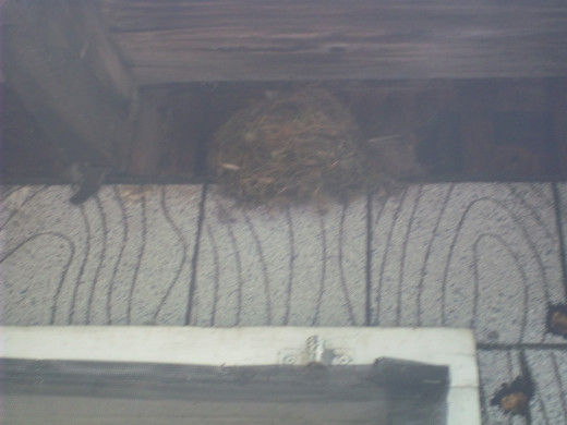 It isn't very clear in the picture, but there was a baby sparrow poking its head over the edge of the nest.