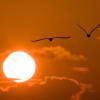 Gulf Coast Sun profile image