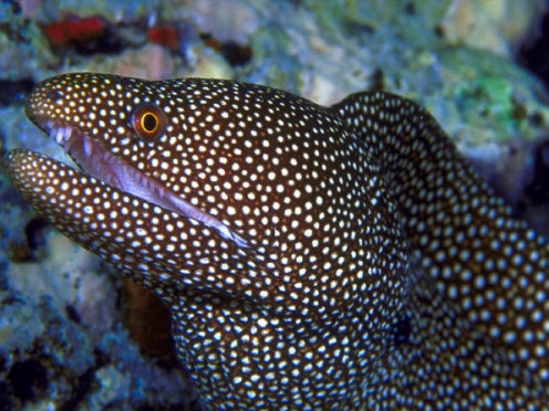 Moray eel