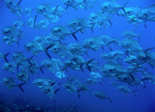 School of Permit in Dry Tortugas, Florida.