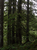 A Woodland Hike in Search of HubNuggets