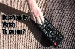 Do Dogs Watch Television? Yes and No