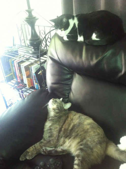 My cats wonder when they will get CAT TV!