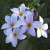 plumeria plumeria