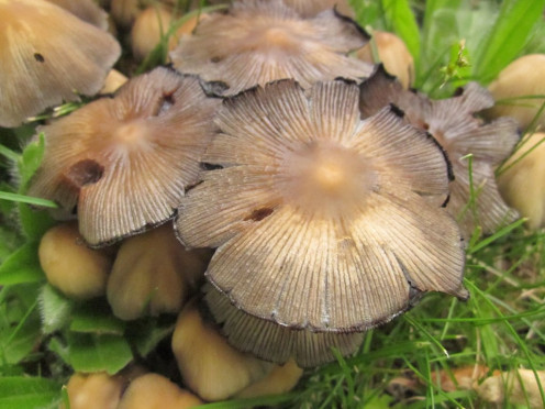 wild mushrooms - photo by timorous