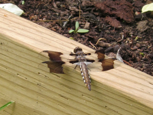 spotted skimmer dragonfly - photo by timorous