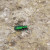 shiny green Tiger beetle - photo by timorous