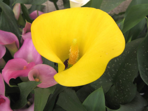 yellow calla lily - photo by timorous