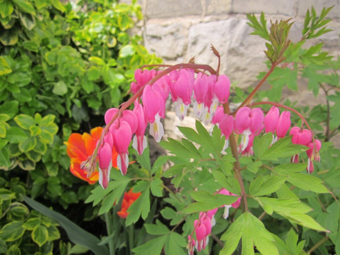 pink bleeding hearts - photo by timorous