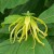 Ylang-ylang Ylang-ylang