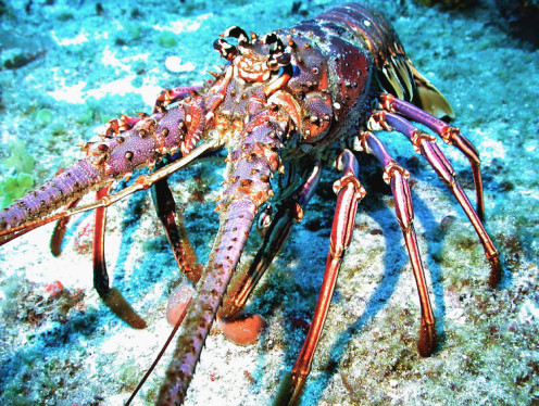 Spiny lobster off the U.S. Virgin Islands.