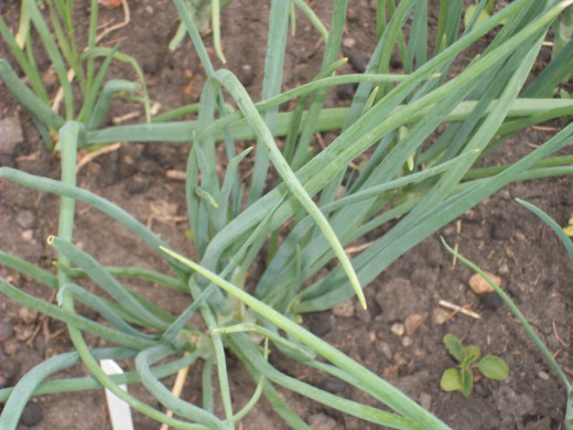 Multiplier onions just waiting to be picked for the next salad. 