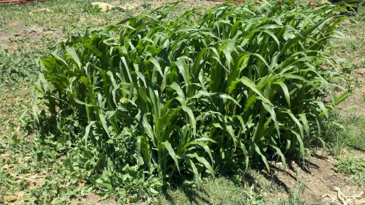 A patch of corn growing in our garden