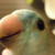 Dori used to like to dip her toys in her water dish...apparently one of them wasn't as color-safe as I thought it was...
