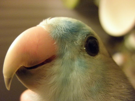 Dori used to like to dip her toys in her water dish...apparently one of them wasn't as color-safe as I thought it was...