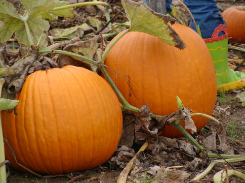 Pumpkins ripe for picking!
