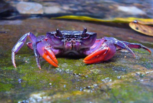 One of the newly discovered crab species, Insulamon palawanense, which is bright purple in color. (Photo Credit: Seckenberg Research Institute)