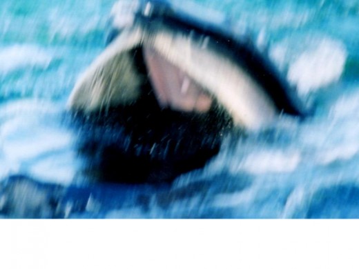 This was taken with my old 35mm camera off the coast of P-town on my first whale watch.