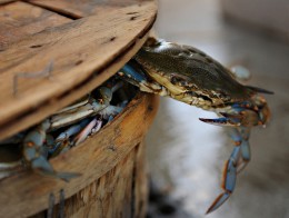 crab bushel maryland crabs many feast own having blue benjamin wilson chesapeake bay
