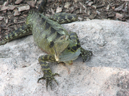 A young Eastern Water Dragon looks towards the camera, must be hungry.
