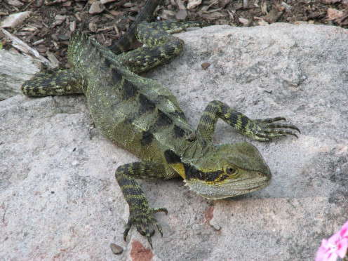 Another glance towards the camera in hopes of food by the Eastern Water Dragon