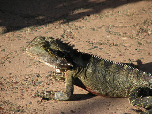 Another Physignathus lesueurii subsp. lesueurii, this one's a litte larger and older than the last.