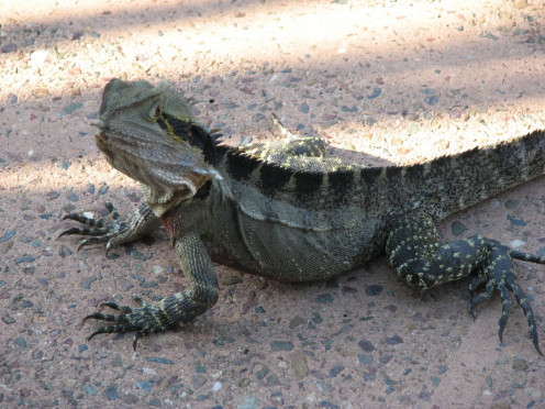 Must have gotten a little too hot in the sun for this lizard.