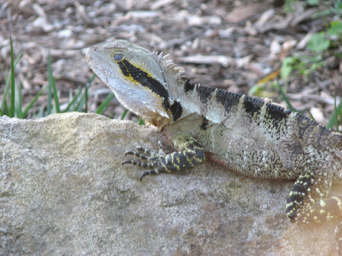 A photo taken mid-blink.  You can see the third eyelid of this Eastern Water Dragon covering the eye, making it appear cloudy.