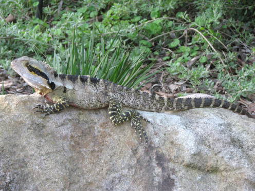 Notice the yellow and red throat of Physignathus lesueurii subsp. lesueurii, the other subspecies Physignathus lesueurii subsp. howittii lacks this colouration.