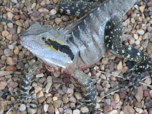 Male Eastern Water Dragons have a brighter coloured throat than the females.  Juveniles also have less pronounced colouration on their throats. 