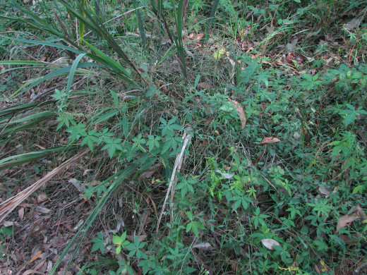 Carefully removing a weed that can regrow from missed pieces, like this mile-a-minute vine, can take a long time.