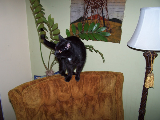The Tiger Position (not really)