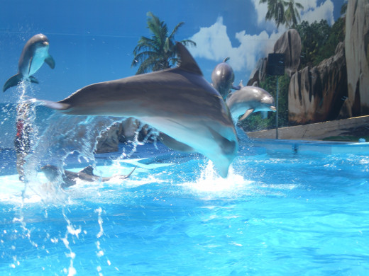 Dolphins' Emotions Show