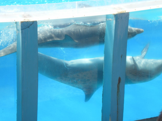 Dolphins' Emotions Show