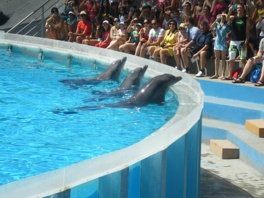 Dolphins' Emotions Show